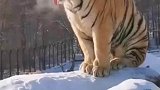 老虎在游乐园供人观赏，困到打哈欠