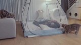 铲屎官买了个蚊帐，家里的猫咪好奇坏了，接下来忍住别笑
