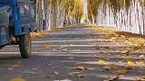 来抓住秋天的尾巴深秋的乡间小路上，落满了金色的落叶