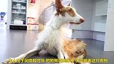 救助残疾狗狗，大爱在行动，太燃了