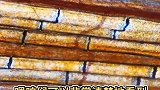 金鱼放大100倍，你还认识吗？