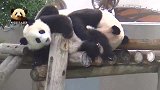 熊孩子撒娇功力太高超，熊猫妈妈只好乖乖投降，给娃喂奶
