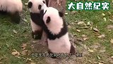 两只熊猫争着爬树，为了一棵树大打出手，萌翻了