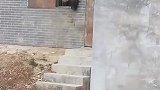完了，这下人家家都有熊猫的事情，瞒不住了