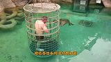作死小伙下水挑衅鳄鱼，场面一度失控，网友：鳄鱼牙真白