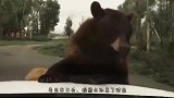 一家人开车行驶公路，却遭遇3头棕熊拦截，孩子崩溃大哭-完蛋了