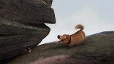 《飞屋环游记》的附赠短片，一只傻气但善良的狗狗