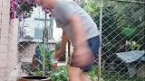 萌宠狗狗喝水的误区，你知道了吗