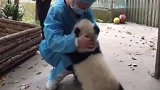 熊猫宝宝不小心受了惊吓，立马扑进奶妈怀里求安慰，吓死熊家了