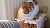猫咪趴在箱子上揣手手，被主人拿手指戳反应超可爱！