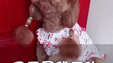 主任训斥胖妞把沙发咬坏了，看胖妞怎么报复主人的，都忍住别笑