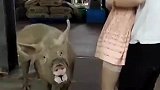 谁说猪就没有选择权