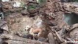 旧房屋倒塌，刚出生的小狗被活埋，狗妈的表现让人感慨母爱太伟大