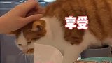 新发现的驱赶召唤猫咪大法