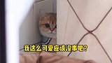 这玩意吃可爱的小猫咪吗？