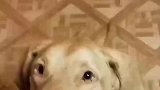 主人空中投喂，狗子在下面吃出了重影