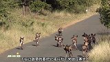 土狼是群居动物，对付一头野猪也要全员出动，太欺负猪了