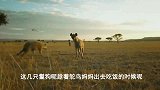 我的天啊！鸵鸟妈妈未能保护自己的蛋免受人类，猴子，鬣狗的侵害