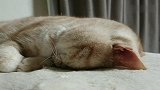 猫咪睡觉居然说梦话，内容惊人！需要猫语10级翻译