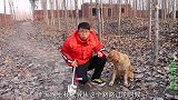 废弃房屋里传出惨叫声，金毛在里边发现了满地的鸡毛，这咋回事？