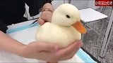 在线撸鸭子，这也太丝滑了吧，看完我也好想摸摸它！