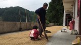 农忙晒稻谷了，农村2岁宝宝把稻谷当沙子玩，爷爷看到这样做