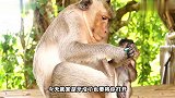 这只猴子太皮，抢过游客的打火机就准备吃，不出意料发生了爆炸