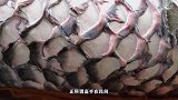 农村小伙切鱼秀操作，大刀挑开缝，再顺势撇开肉，分钟骨肉分离