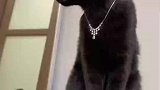 黑猫戴项链高级感溢出屏幕，无需看脸已是盛容