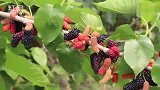 视频丨道县：下岗创业建桑园 桑葚熟了满园香