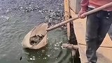 这小鱼真肥实