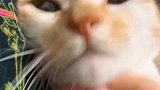 猫：玩够了没，再玩我就咬你了！