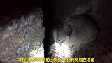 救助被遗弃在窑洞内的小狗狗，爱心接力在路上，太温暖了