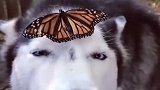 蝴蝶停留在狗子脸上，狗子立马不敢乱动，这一幕看着真暖心