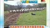 怕羊的牧羊犬看到羊群落荒而逃