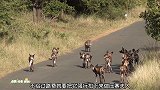 土狼是群居动物，对付一头野猪也要全员出动，太欺负猪了