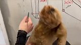宠物美容师遇到拒不配合泰迪