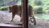 老虎偷袭熟睡的同伴，谁知画风突变，下一秒憋住别笑