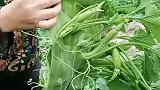 长这么大还没见过，这么奇特的植物变异了吧