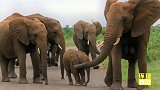 性感！南非大象丰满