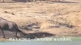 河马阻拦鳄鱼觅食，鳄鱼没有办法角马逃脱，腿部受伤行走艰难！