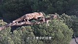 狐狸偷走金雕的猎物，完全不把金雕放眼里