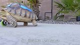 如果被乌龟咬住不松口，怎样才能让它松懈，镜头记录惊险全程