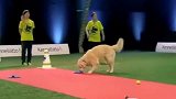 狗狗抗干扰比赛金毛对战马犬，金毛，你确定你不是去吃自助餐的