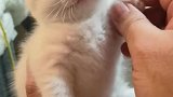 可爱的猫猫，谁不爱呢？