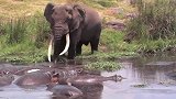 大象被河马拦住，大象横冲直撞，河马：兄弟们，赶紧闪开！