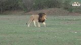 东非14岁传奇老雄狮罗帕依旧在地主雄狮岗位上坚持奋斗
