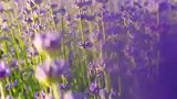 世界最大薰衣草基地——新疆霍城