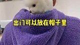 谁能拒绝茶杯犬这么可爱的胖墩墩呢
