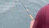 跟朋友出海钓鱼钓到鲨鱼是怎样的体验